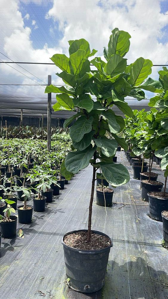 ficus-lyrata-fiddle-leaf-fig-ficus-pandurata
