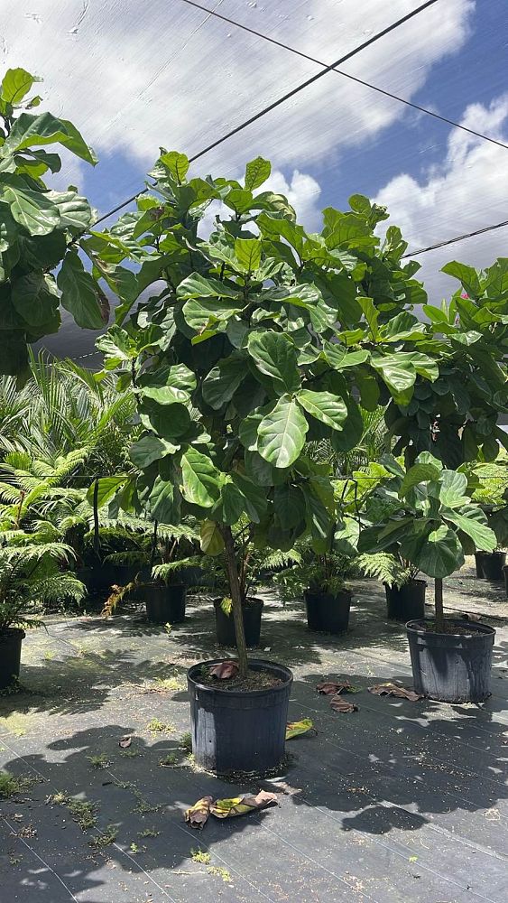 ficus-lyrata-fiddle-leaf-fig-ficus-pandurata