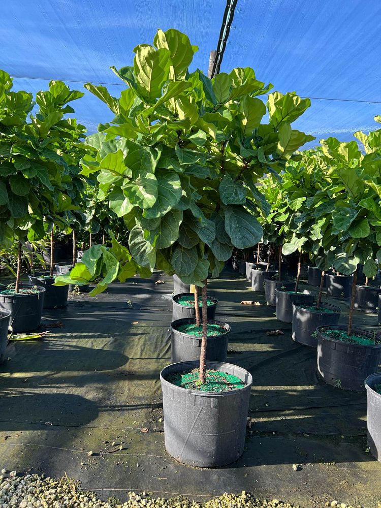 ficus-lyrata-fiddle-leaf-fig-ficus-pandurata