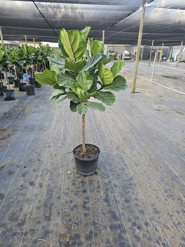 ficus-lyrata-fiddle-leaf-fig-ficus-pandurata