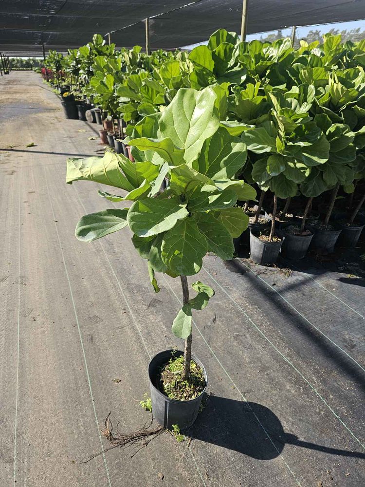 ficus-lyrata-fiddle-leaf-fig-ficus-pandurata