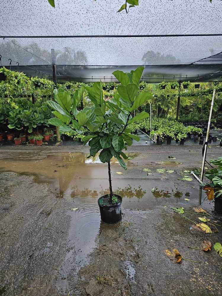 ficus-lyrata-fiddle-leaf-fig-ficus-pandurata