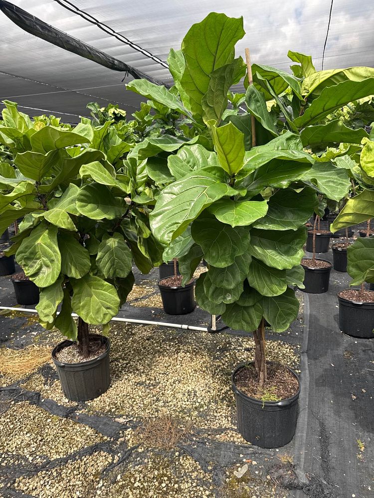 ficus-lyrata-fiddle-leaf-fig-ficus-pandurata