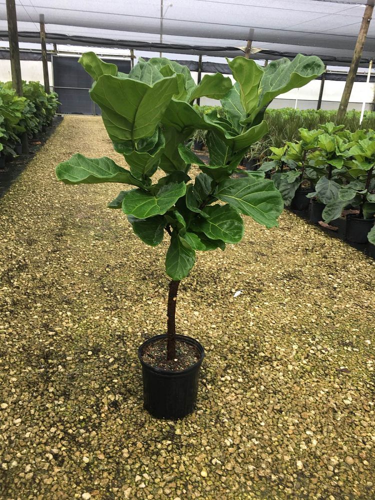 ficus-lyrata-fiddle-leaf-fig-ficus-pandurata