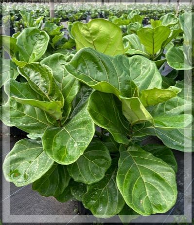 ficus-lyrata-fiddle-leaf-fig-ficus-pandurata
