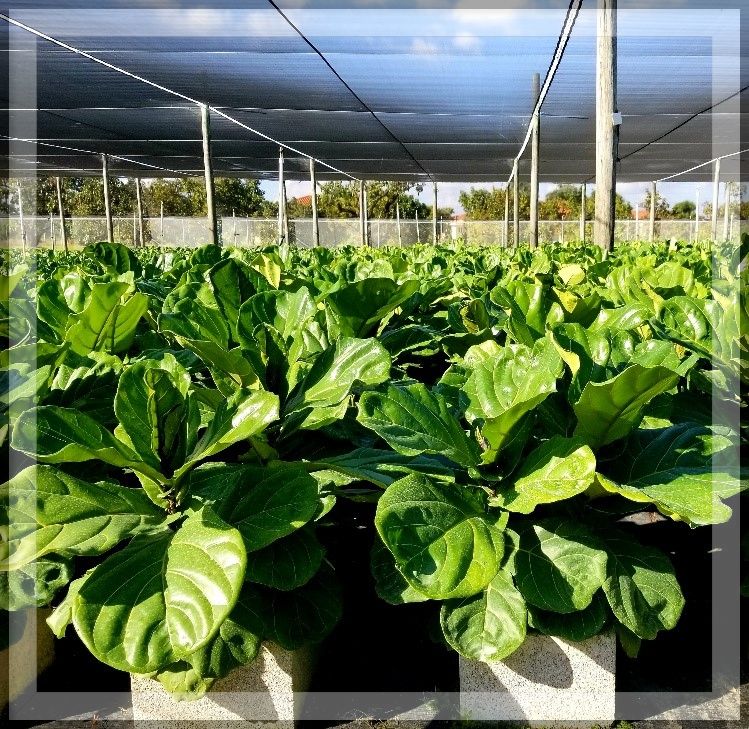 ficus-lyrata-fiddle-leaf-fig-ficus-pandurata