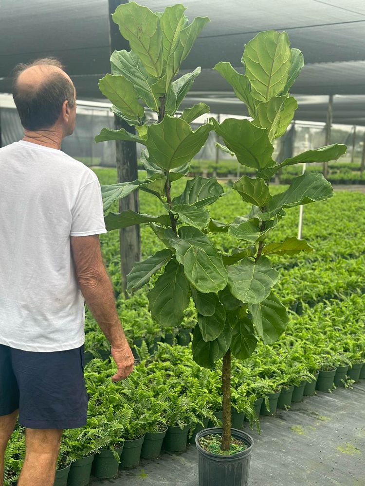 ficus-lyrata-fiddle-leaf-fig-ficus-pandurata