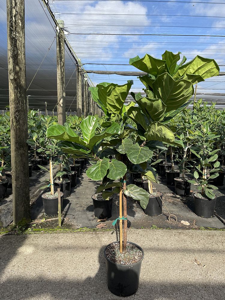 ficus-lyrata-fiddle-leaf-fig-ficus-pandurata