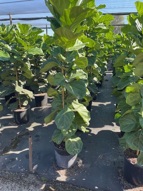 ficus-lyrata-fiddle-leaf-fig-ficus-pandurata