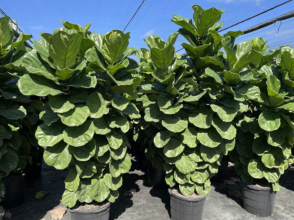 ficus-lyrata-fiddle-leaf-fig-ficus-pandurata