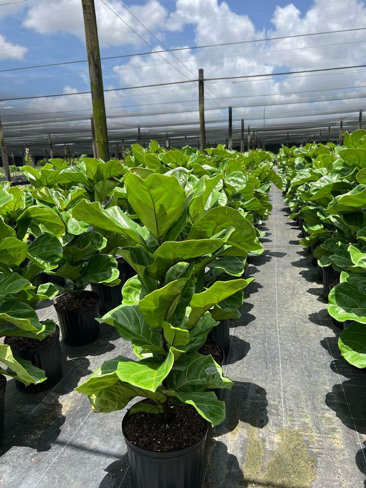 ficus-lyrata-fiddle-leaf-fig-ficus-pandurata