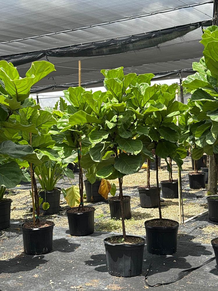 ficus-lyrata-fiddle-leaf-fig-ficus-pandurata