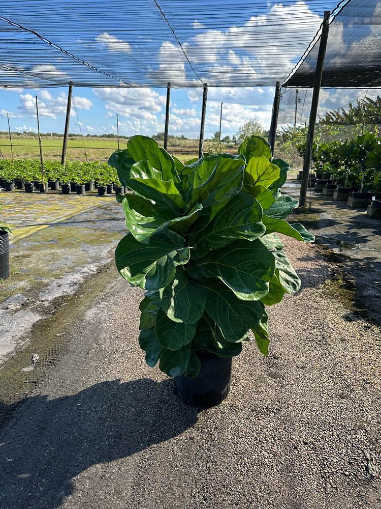 ficus-lyrata-fiddle-leaf-fig-ficus-pandurata