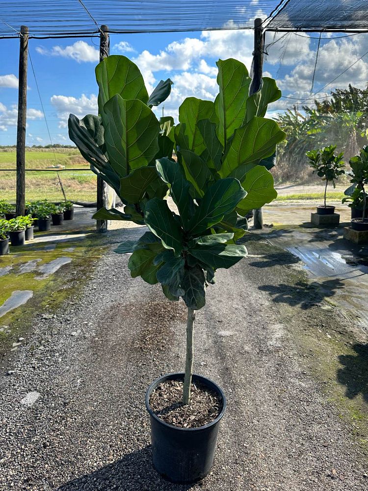 ficus-lyrata-fiddle-leaf-fig-ficus-pandurata