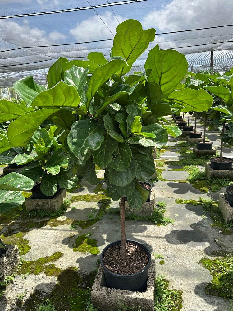 ficus-lyrata-fiddle-leaf-fig-ficus-pandurata