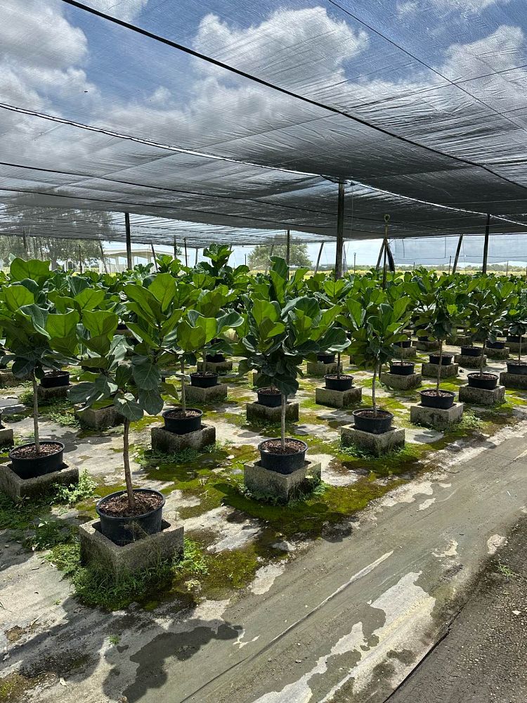 ficus-lyrata-fiddle-leaf-fig-ficus-pandurata