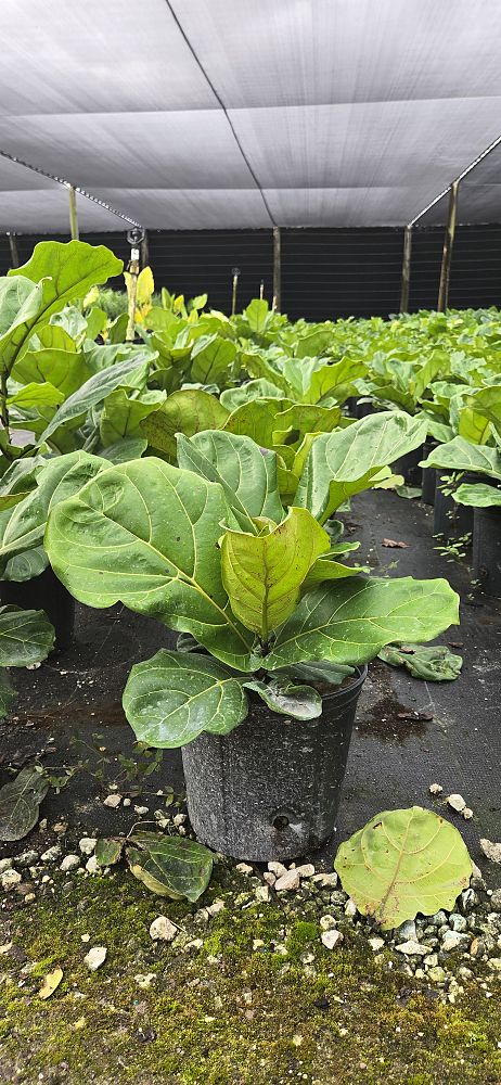 ficus-lyrata-fiddle-leaf-fig-ficus-pandurata