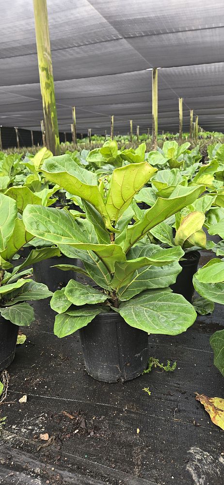 ficus-lyrata-fiddle-leaf-fig-ficus-pandurata