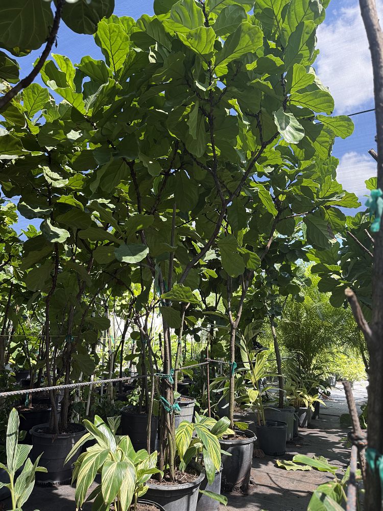 ficus-lyrata-fiddle-leaf-fig-ficus-pandurata
