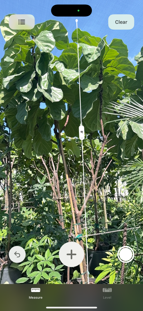 ficus-lyrata-fiddle-leaf-fig-ficus-pandurata