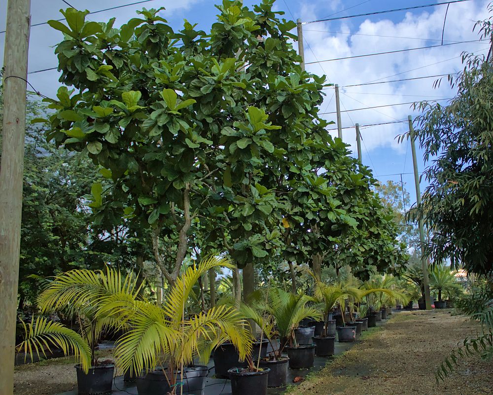 ficus-lyrata-fiddle-leaf-fig-ficus-pandurata