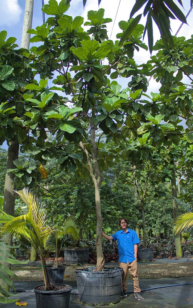 ficus-lyrata-fiddle-leaf-fig-ficus-pandurata
