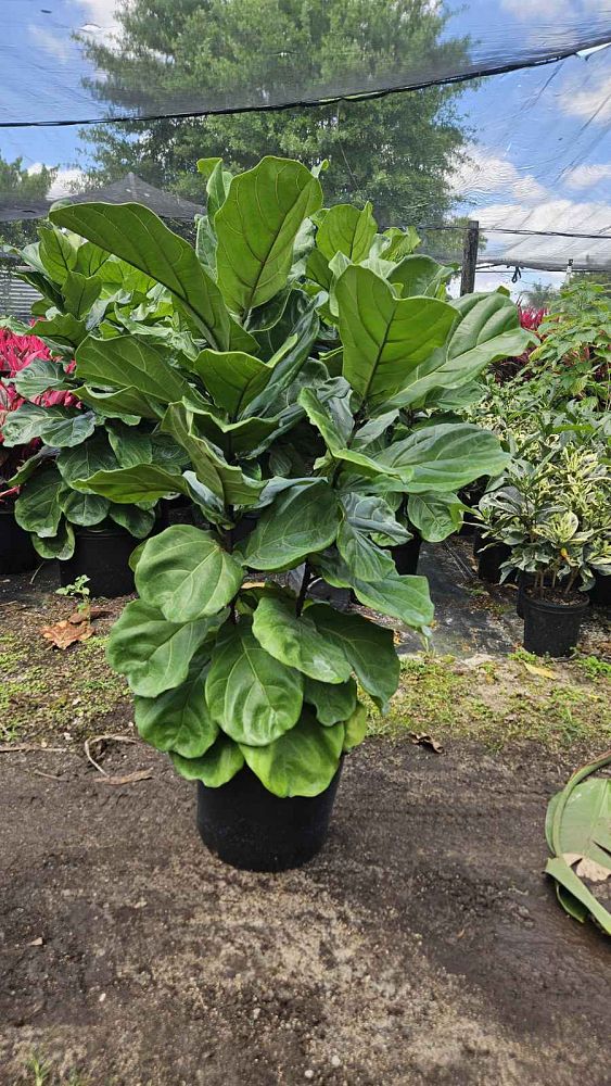 ficus-lyrata-fiddle-leaf-fig-ficus-pandurata