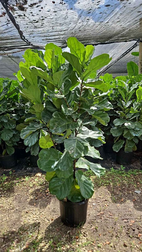ficus-lyrata-fiddle-leaf-fig-ficus-pandurata