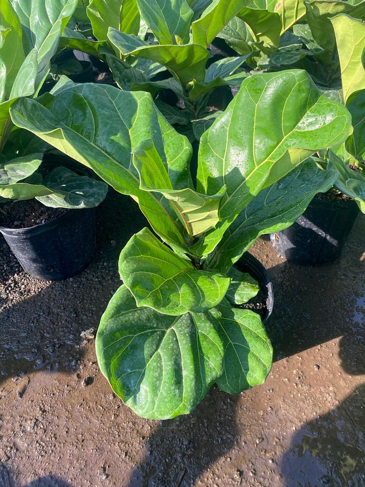 ficus-lyrata-fiddle-leaf-fig-ficus-pandurata