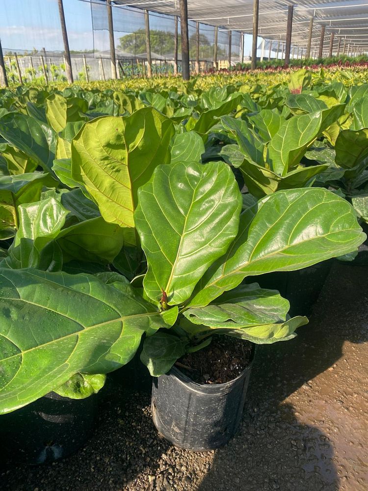 ficus-lyrata-fiddle-leaf-fig-ficus-pandurata