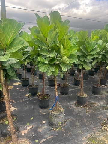 ficus-lyrata-fiddle-leaf-fig-ficus-pandurata