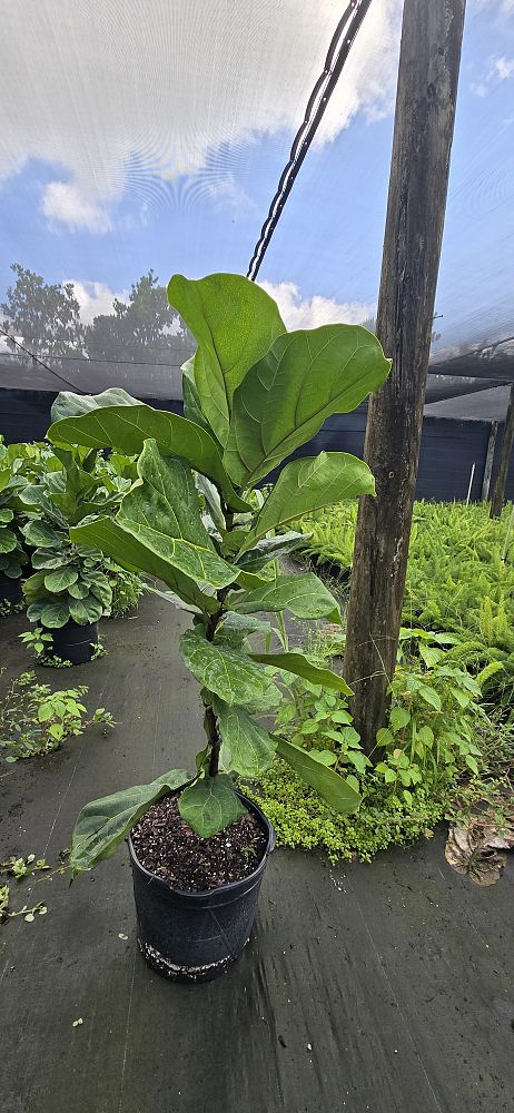 ficus-lyrata-fiddle-leaf-fig-ficus-pandurata