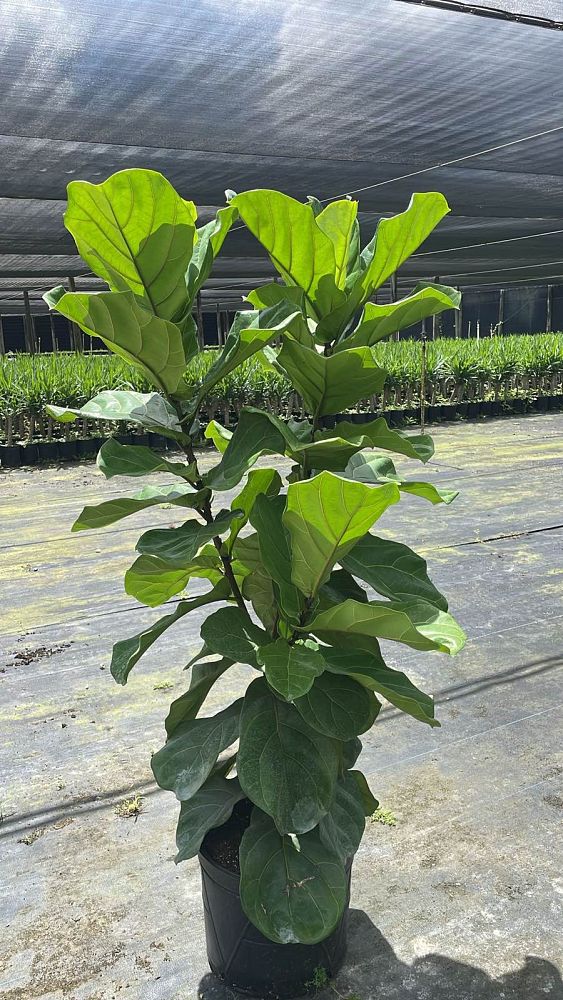 ficus-lyrata-fiddle-leaf-fig-ficus-pandurata