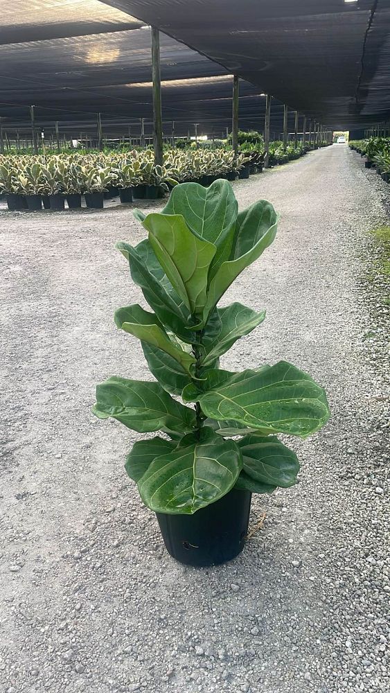 ficus-lyrata-fiddle-leaf-fig-ficus-pandurata