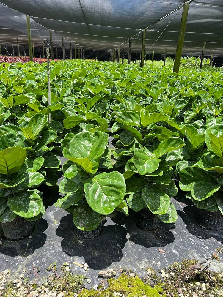 ficus-lyrata-fiddle-leaf-fig-ficus-pandurata