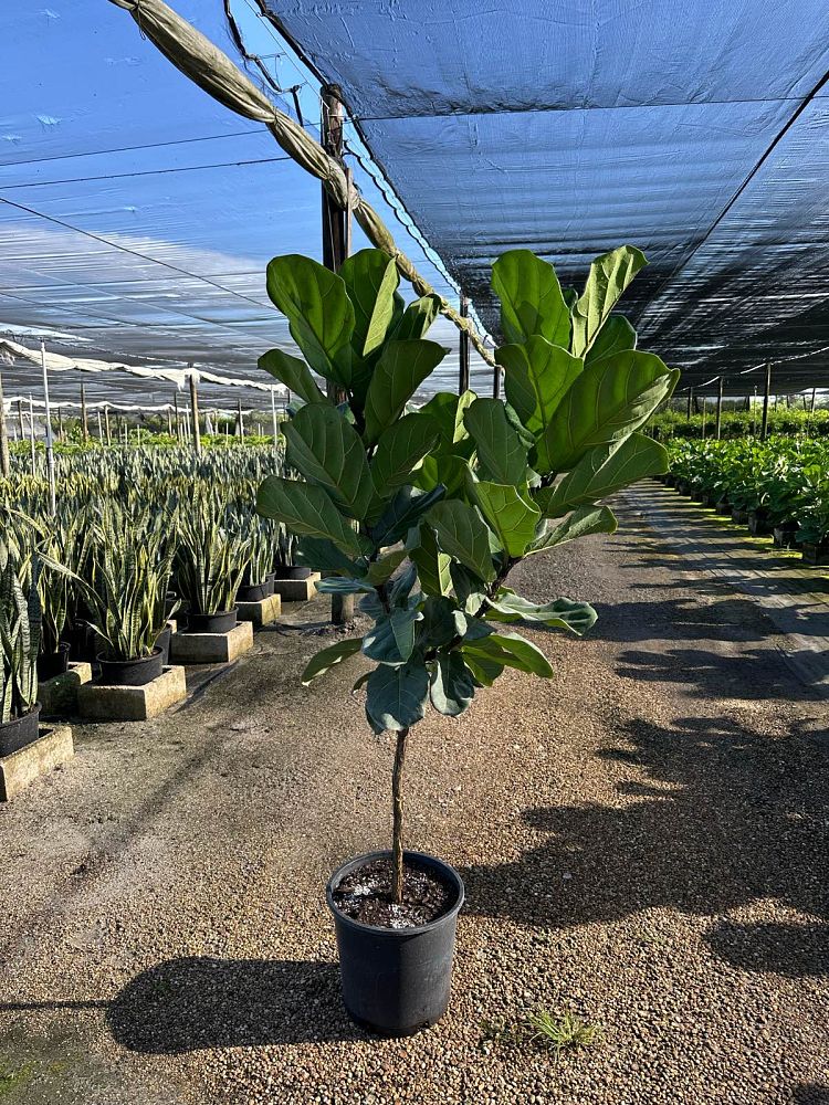 ficus-lyrata-fiddle-leaf-fig-ficus-pandurata