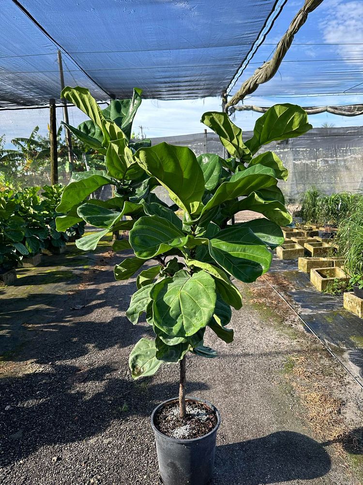 ficus-lyrata-fiddle-leaf-fig-ficus-pandurata