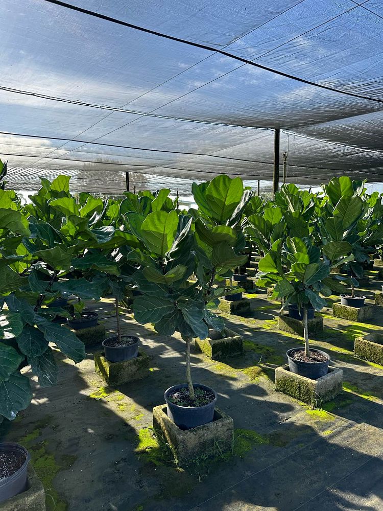 ficus-lyrata-fiddle-leaf-fig-ficus-pandurata