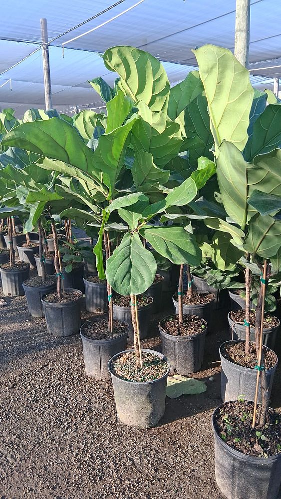 ficus-lyrata-fiddle-leaf-fig-ficus-pandurata
