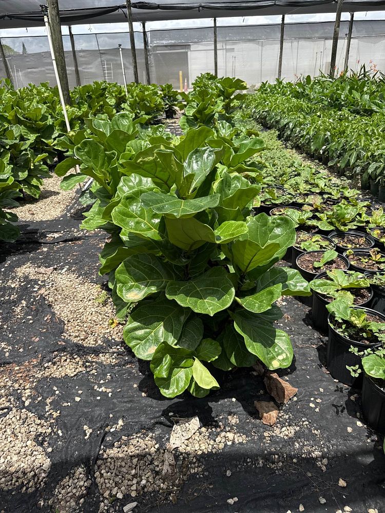 ficus-lyrata-fiddle-leaf-fig-ficus-pandurata
