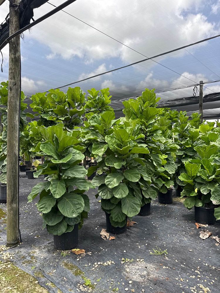 ficus-lyrata-fiddle-leaf-fig-ficus-pandurata