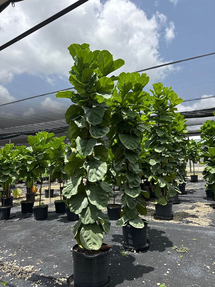 ficus-lyrata-fiddle-leaf-fig-ficus-pandurata