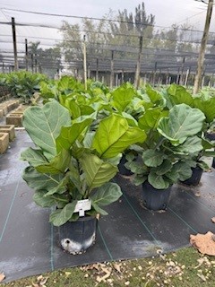 ficus-lyrata-fiddle-leaf-fig-ficus-pandurata