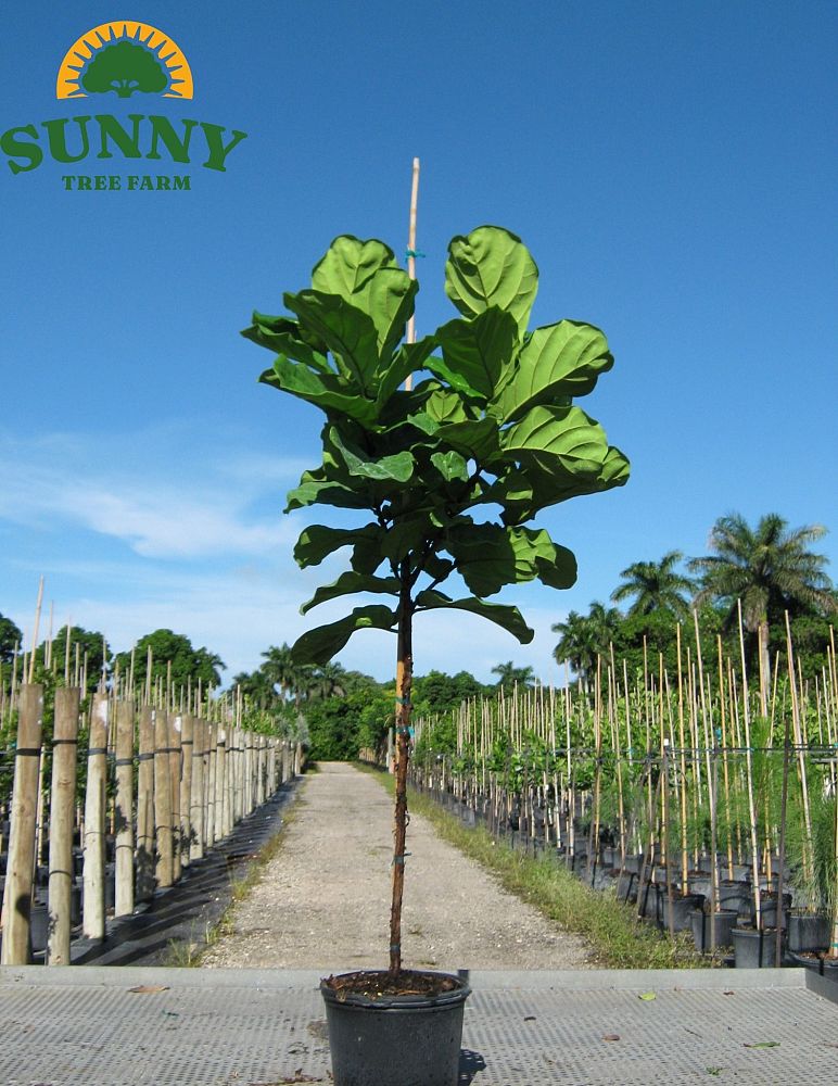 ficus-lyrata-fiddle-leaf-fig-ficus-pandurata
