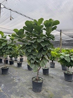 ficus-lyrata-fiddle-leaf-fig-ficus-pandurata