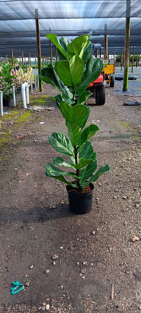 ficus-lyrata-fiddle-leaf-fig-ficus-pandurata
