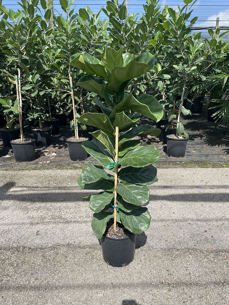 ficus-lyrata-fiddle-leaf-fig-ficus-pandurata