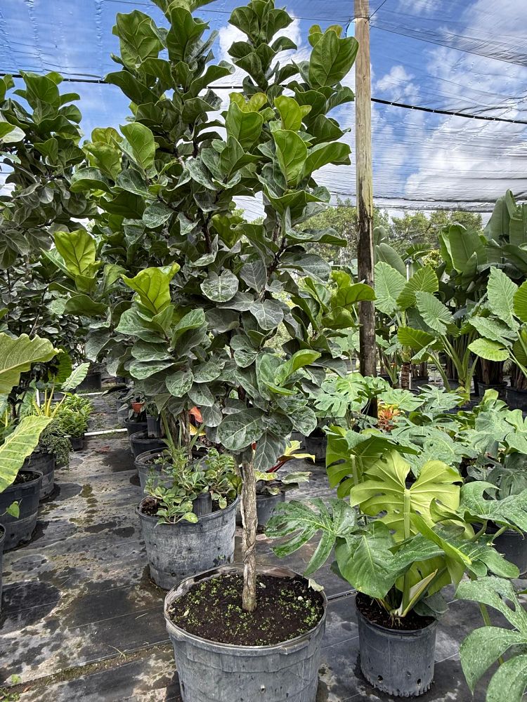 ficus-lyrata-fiddle-leaf-fig-ficus-pandurata