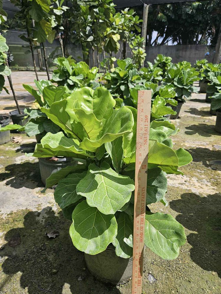 ficus-lyrata-fiddle-leaf-fig-ficus-pandurata