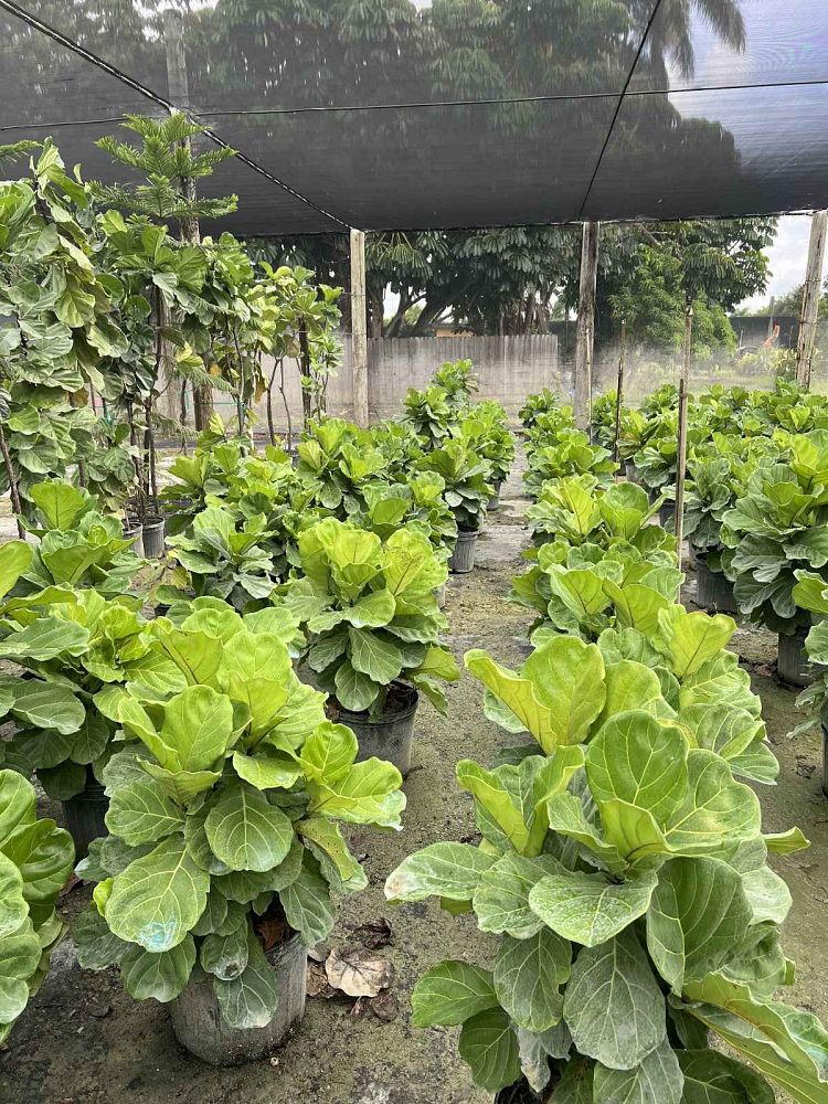 ficus-lyrata-fiddle-leaf-fig-ficus-pandurata
